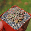 Jade Necklace Plant - Crassula ausensis titanopsis 3