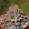 Jade Necklace Plant - Crassula ausensis titanopsis 1