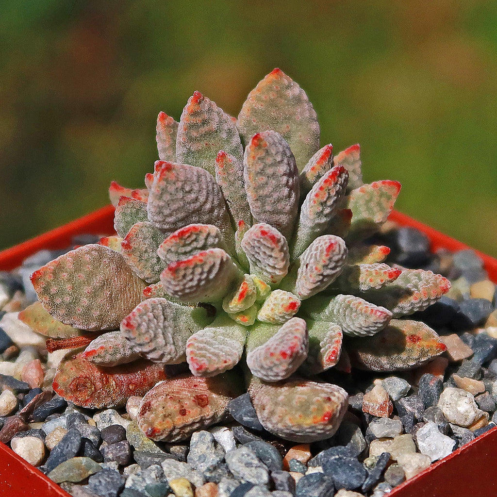 Jade Necklace Plant - Crassula ausensis titanopsis 1