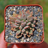 Jade Necklace Plant - Crassula ausensis titanopsis 4