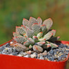 Jade Necklace Plant - Crassula ausensis titanopsis 8