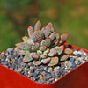 Jade Necklace Plant - Crassula ausensis titanopsis 9