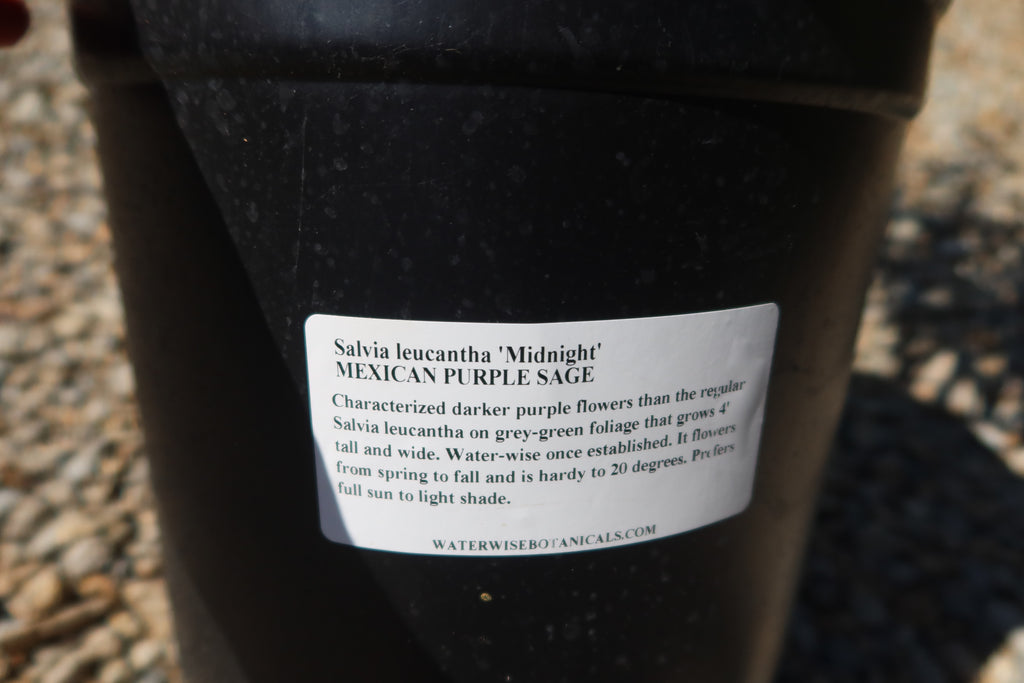 Purple Mexican Sage ‘Salvia leucantha Midnight’