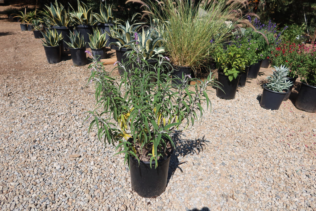 Purple Mexican Sage ‘Salvia leucantha Midnight’
