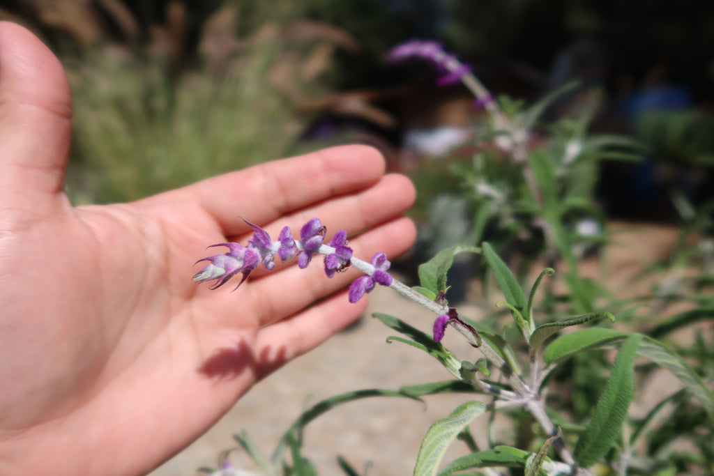 Purple Mexican Sage ‘Salvia leucantha Midnight’