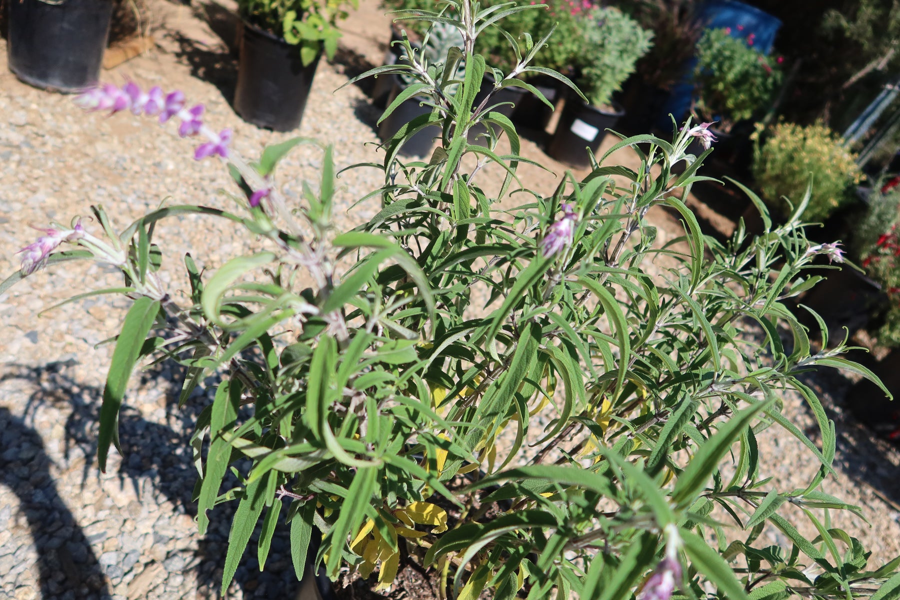 mexican lavender flower Shop 'Salvia leucantha Midnight' Care & Growing Guide