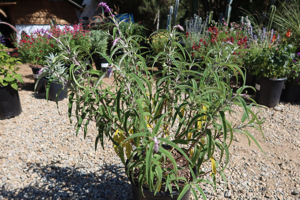 Purple Mexican Sage ‘Salvia leucantha Midnight’