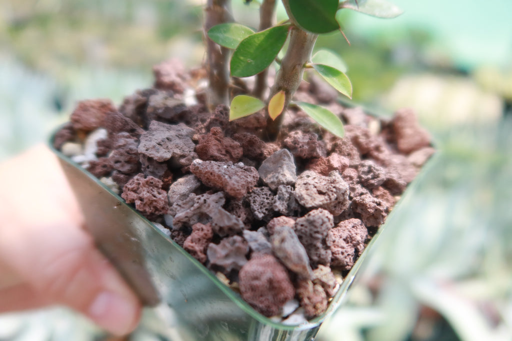 1 Lb 3/8 Red river rock Cactus and Succulent Top Soil Dressing