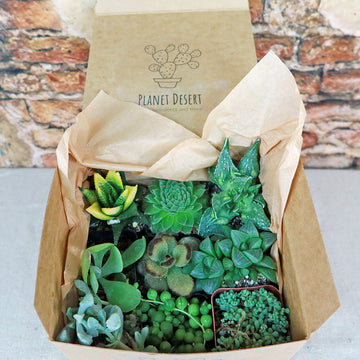 succulent lunch box Succulent Sampler Gift Box