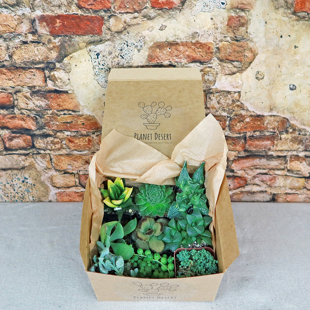 Succulent Sampler Gift Box