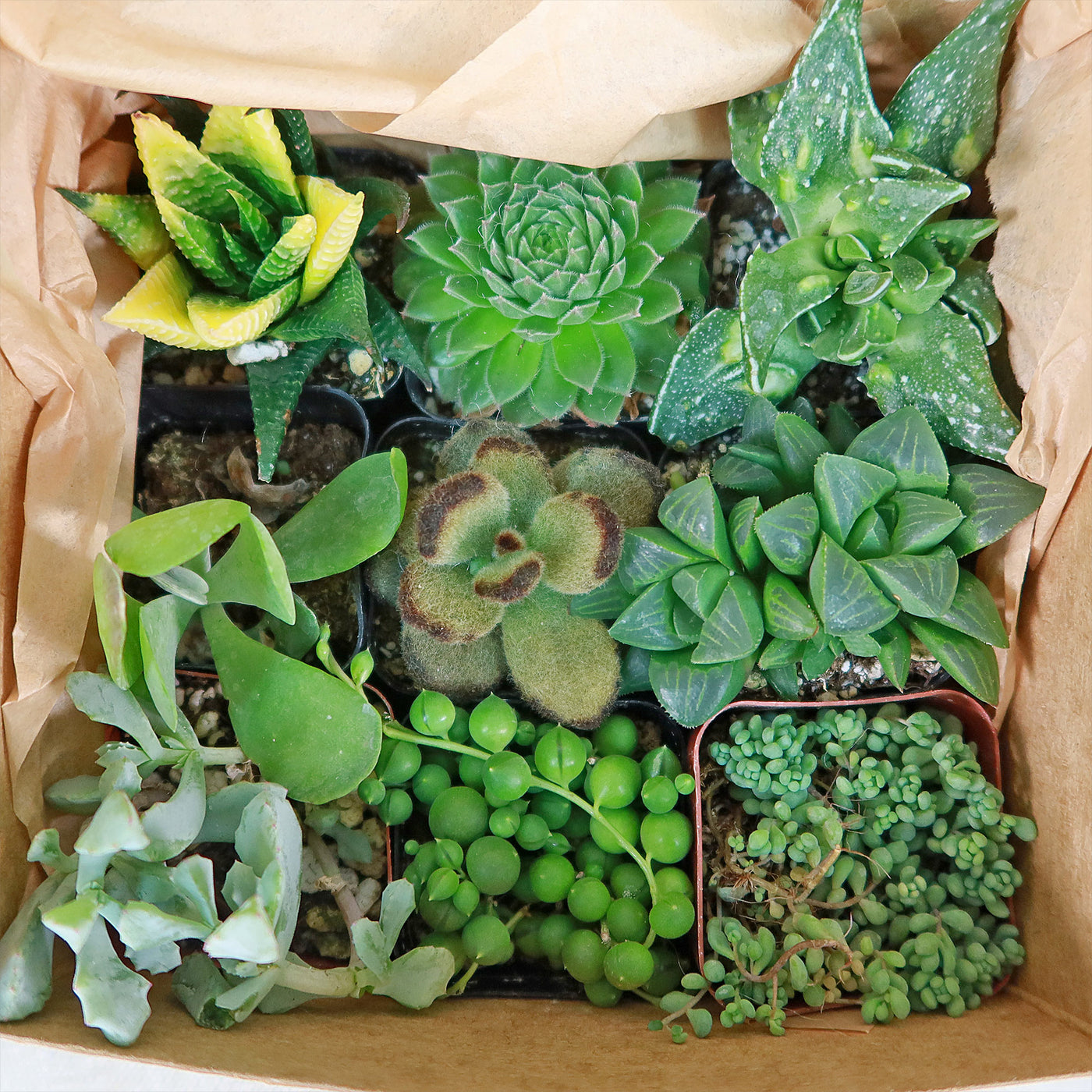 succulent gift box delivery Succulent Sampler Gift Box – Planet Desert