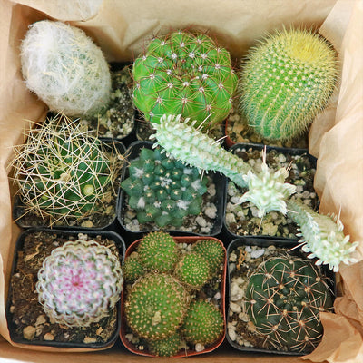 Cactus Sampler Gift Box