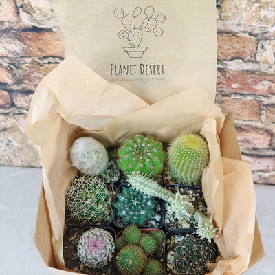 Cactus Sampler Gift Box