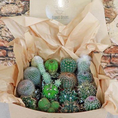 Cactus Sampler Gift Box