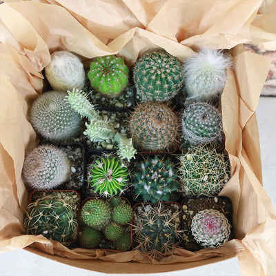 Cactus Sampler Gift Box