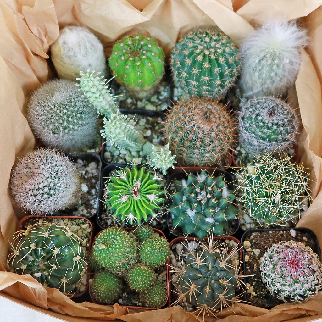 Cactus Sampler Gift Box