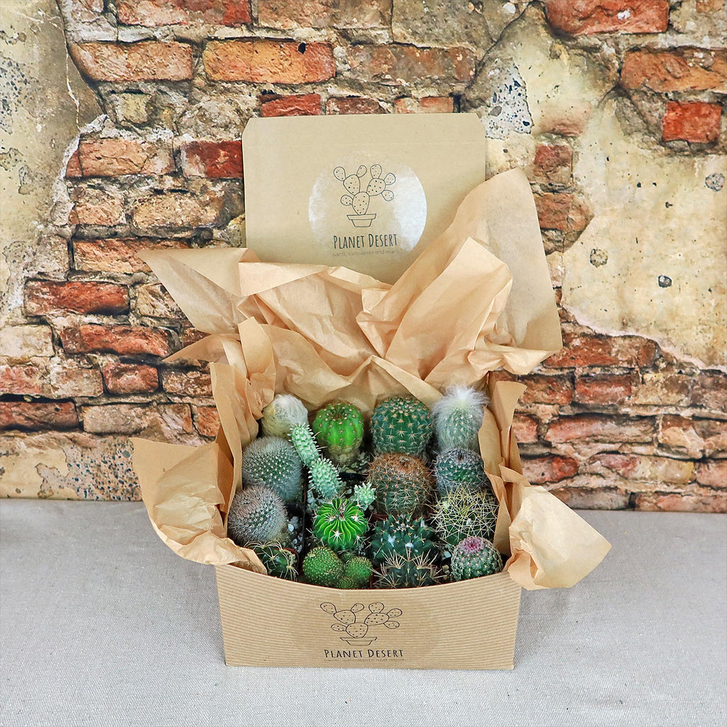 Cactus Sampler Gift Box