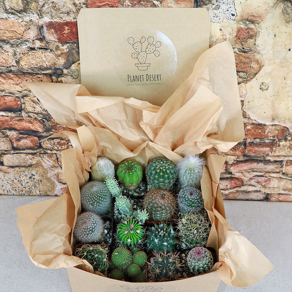 Cactus Sampler Gift Box