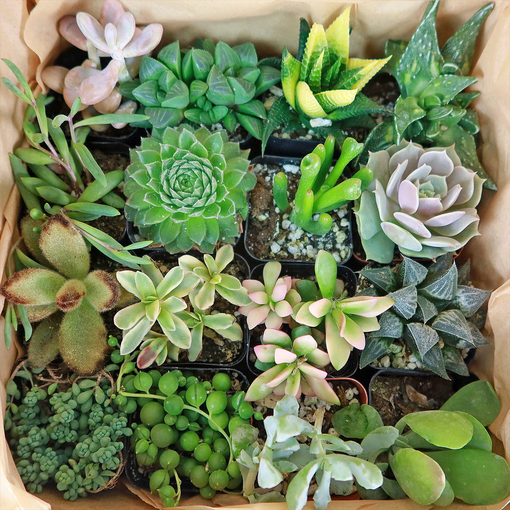 Succulent Sampler Gift Box