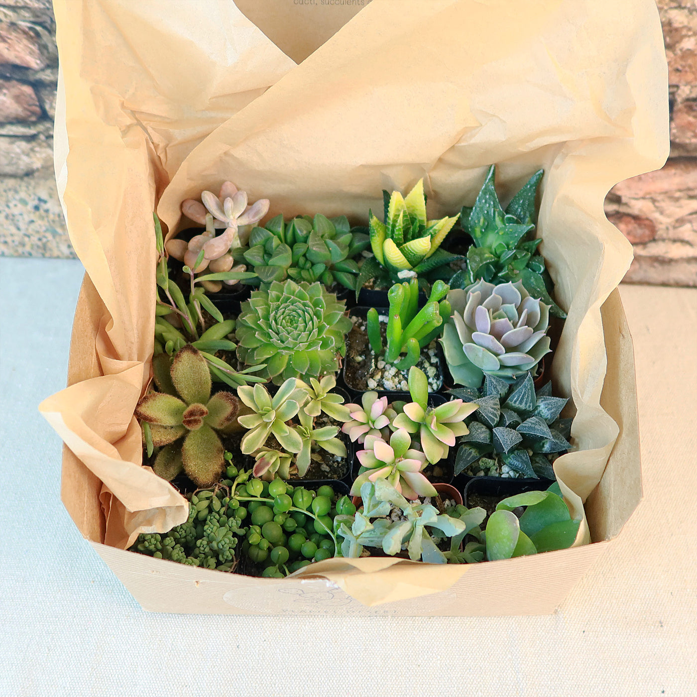 natural succulents gift box Succulent Sampler Gift Box – Planet Desert