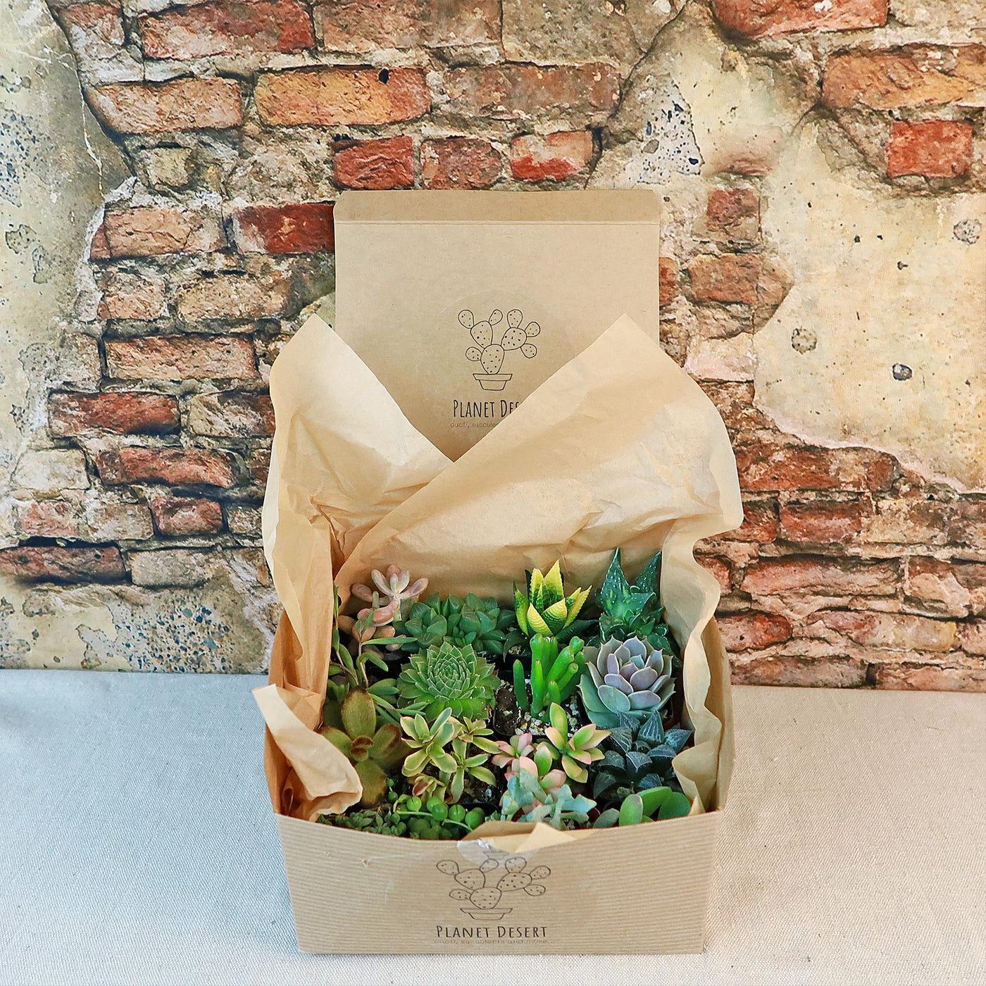 succulent gift bags Succulent Sampler Gift Box – Planet Desert