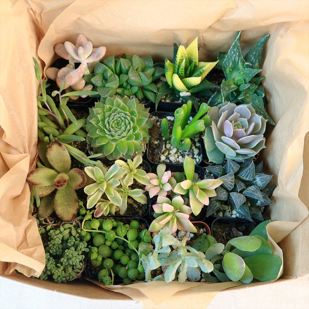 Succulent Sampler Gift Box