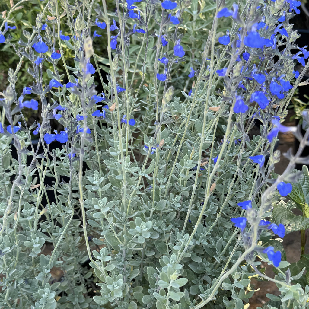 Germander sage ‘Salvia chamaedryoides’