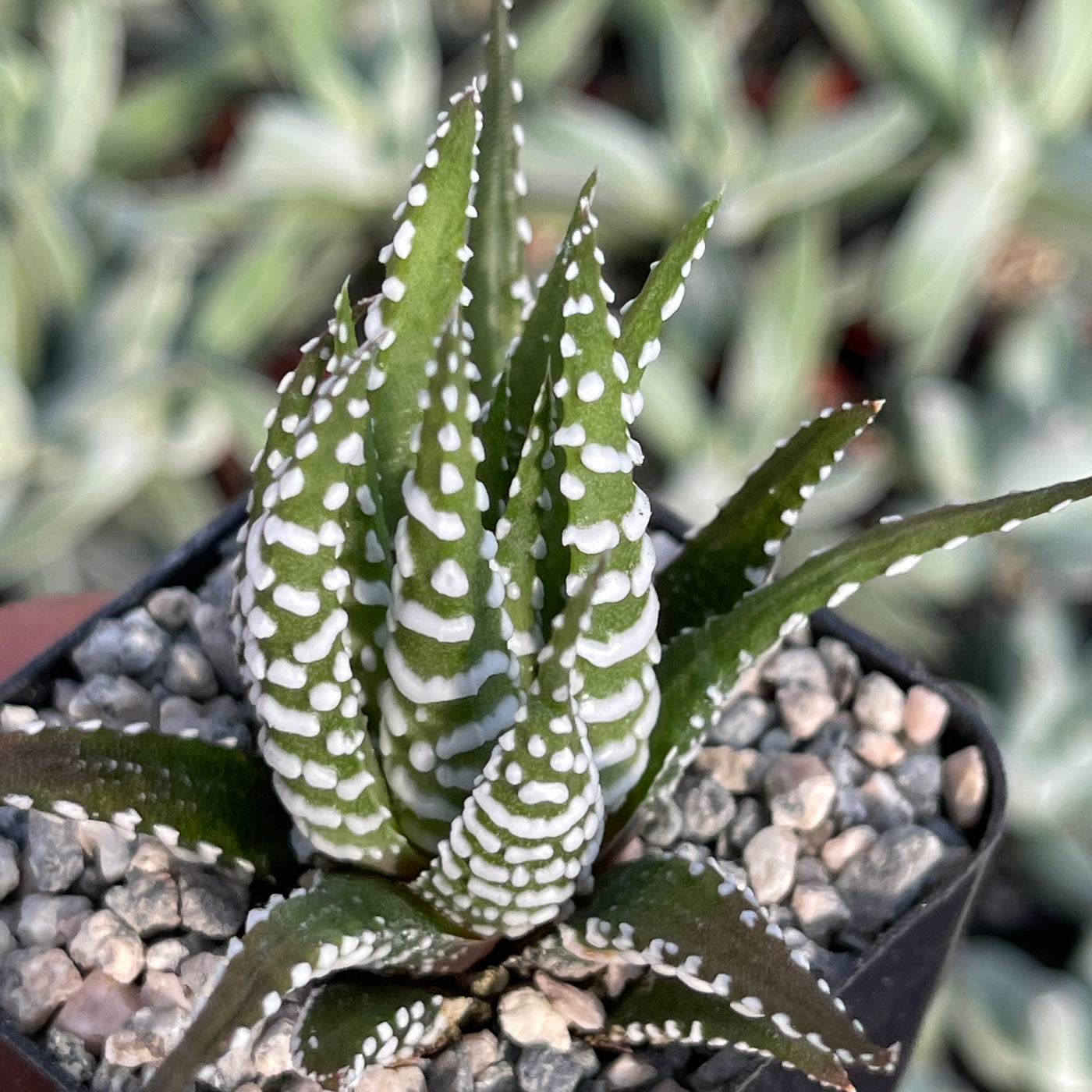 Zebra Plant 'Haworthia fasciata' -13