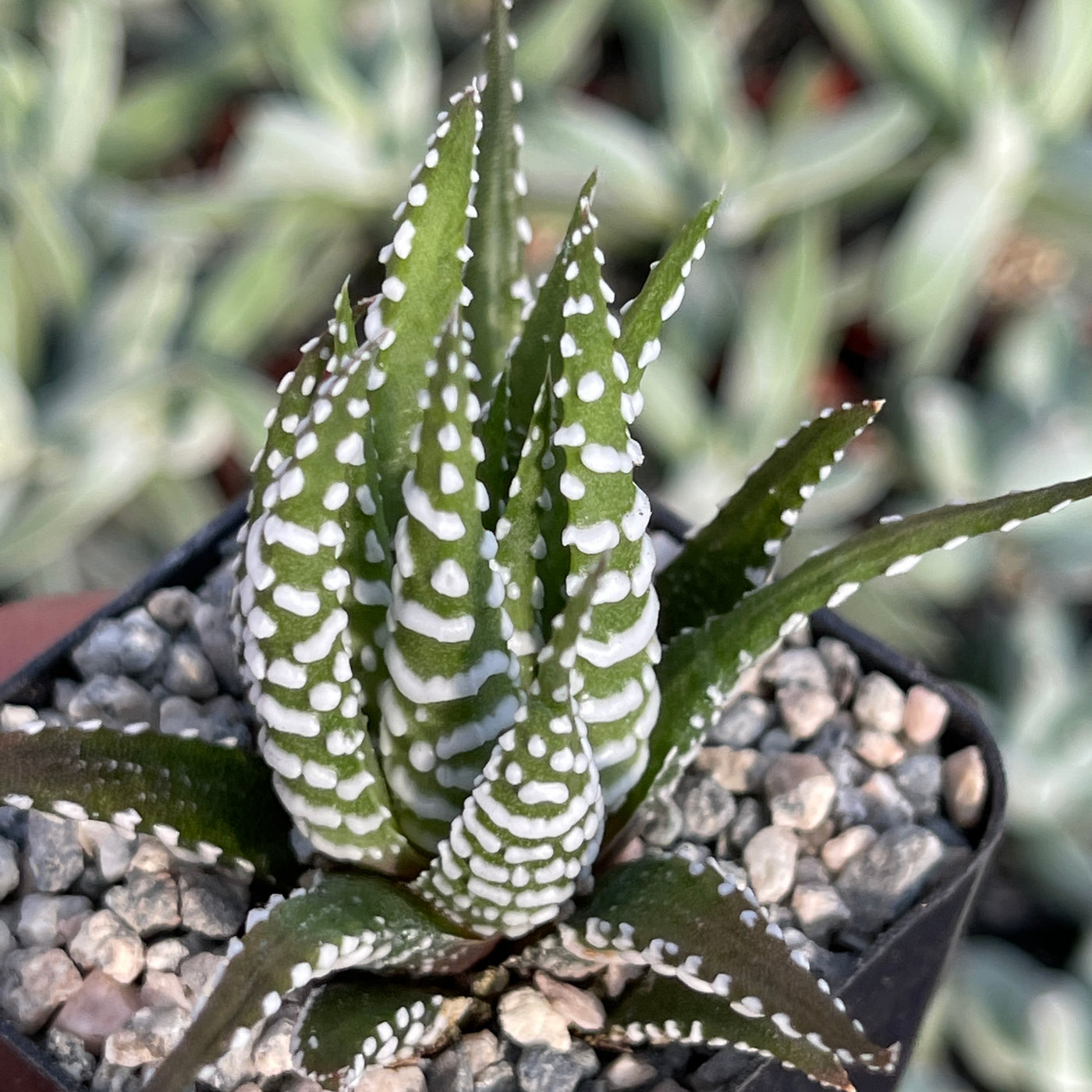 white dotted succulent Zebra Plant 'Haworthia fasciata' 4" Pot