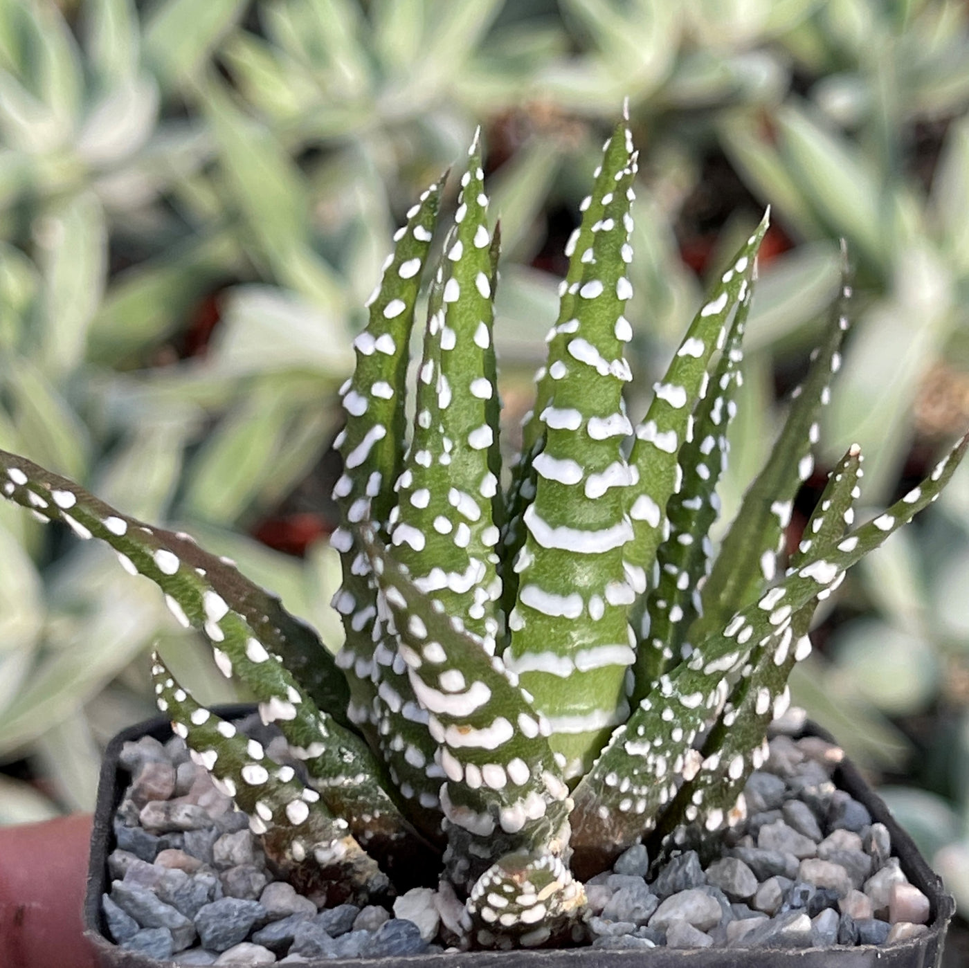 green and white succulent Shop 'Zebra Plant - Haworthia fasciata' Care and Growing Guide