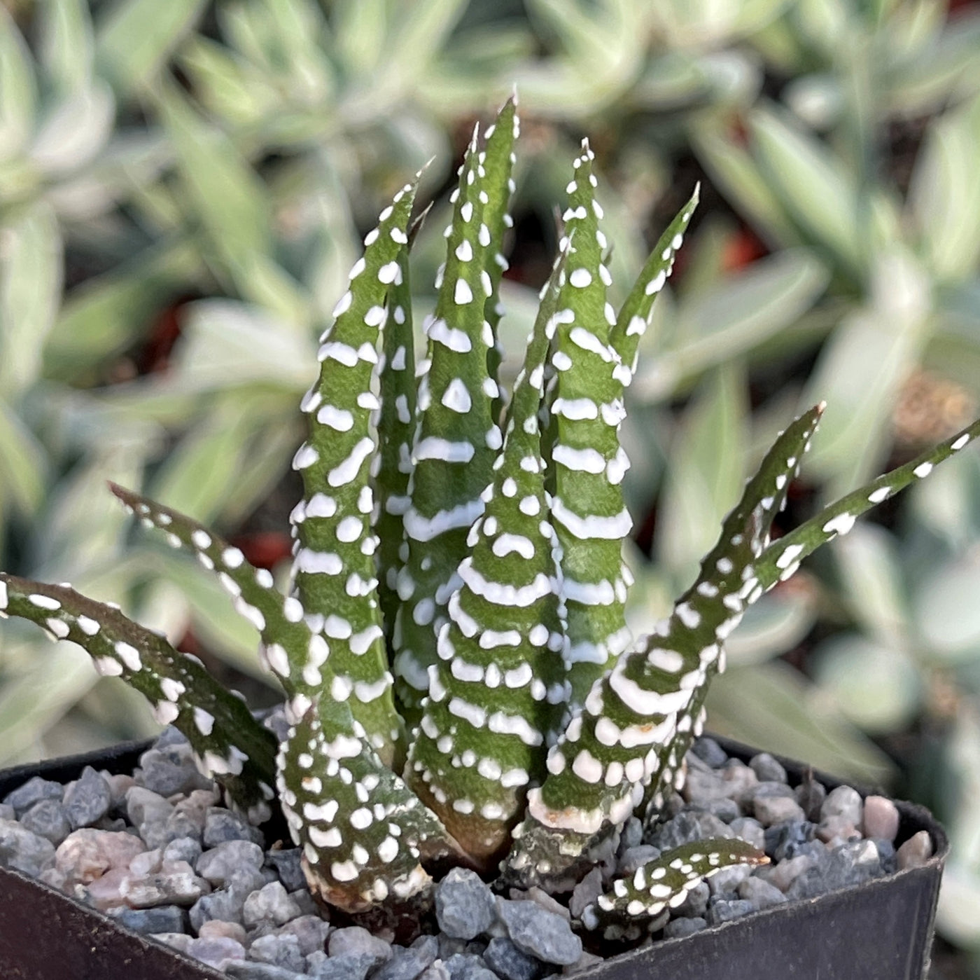 striped succulent plant Zebra Plant 'Haworthia fasciata' 4" Pot