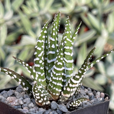 Zebra Plant 'Haworthia fasciata' -5