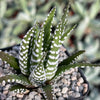 Zebra Plant &