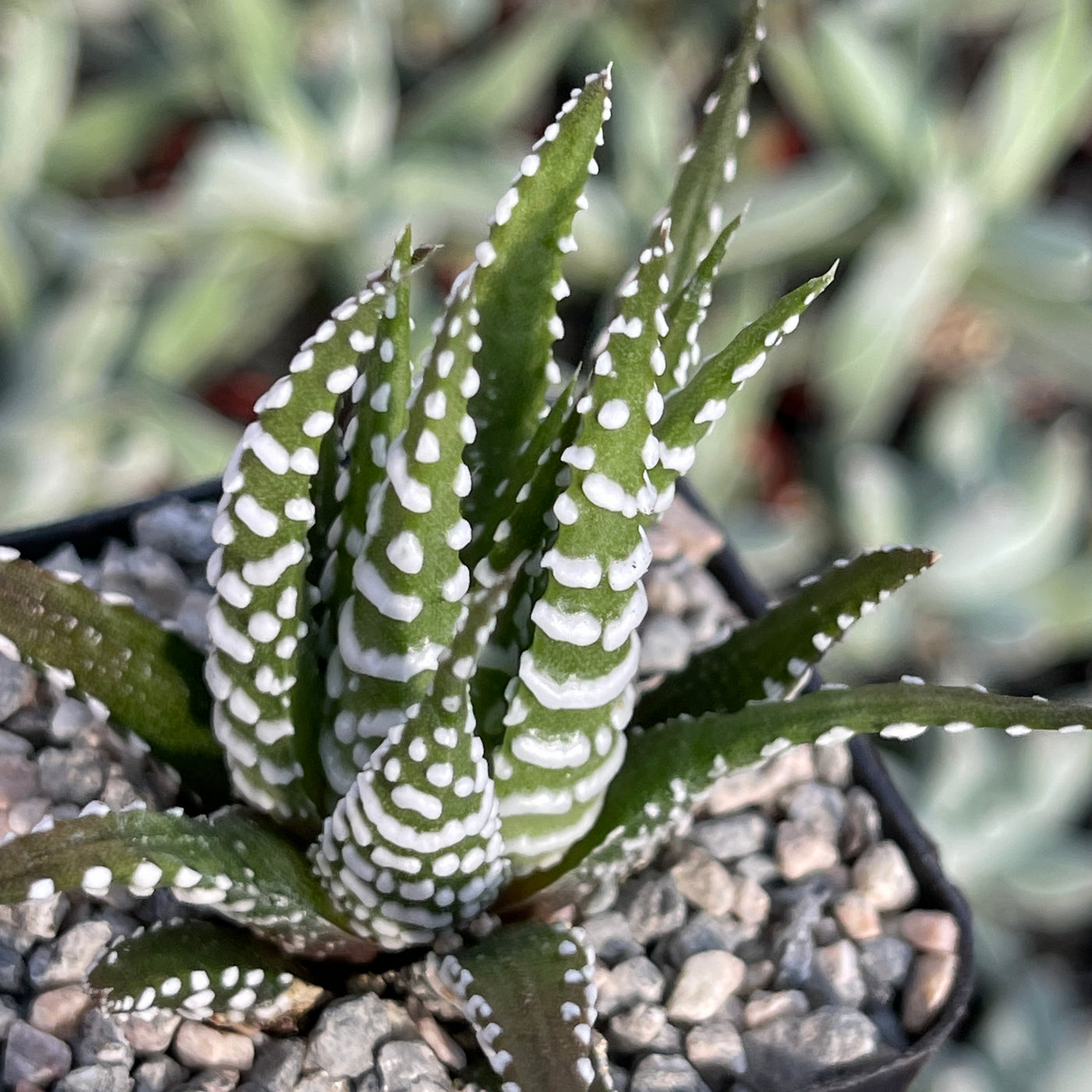 Zebra Plant 'Haworthia fasciata' -16