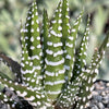 Zebra Plant &