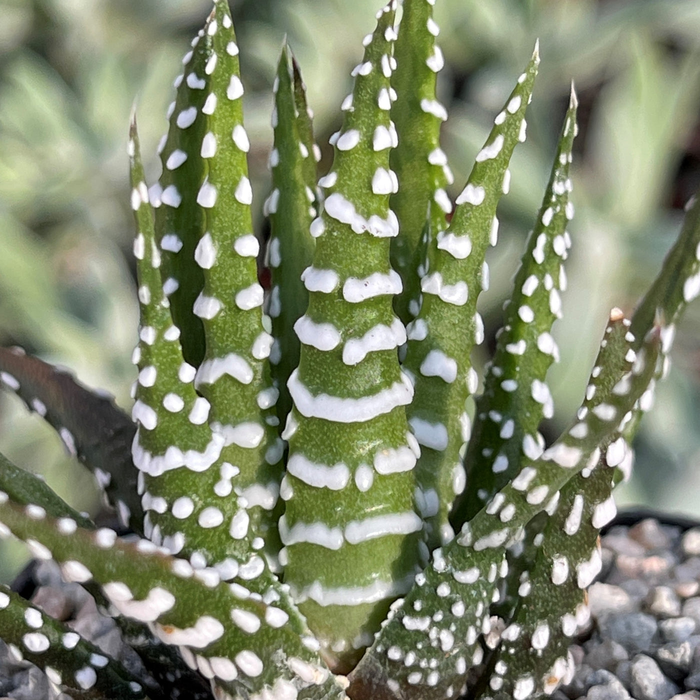 zebra plant fertilizer Zebra Plant 'Haworthia fasciata' 4" Pot