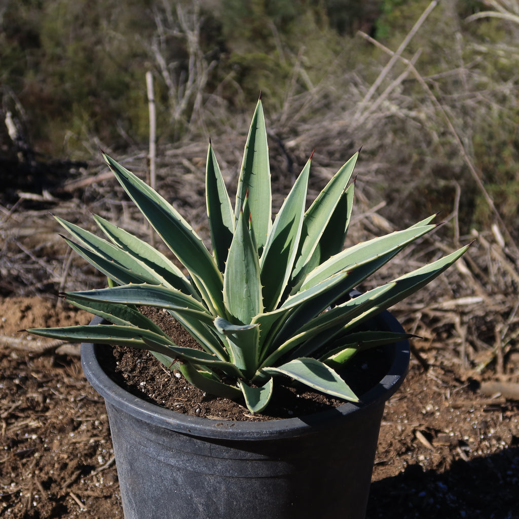 Variegated Caribbean Agave ‘Agave angustifolia marginata’