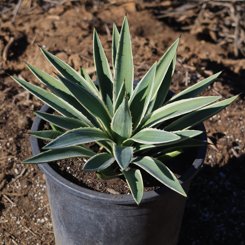 Variegated Caribbean Agave ‘Agave angustifolia marginata’