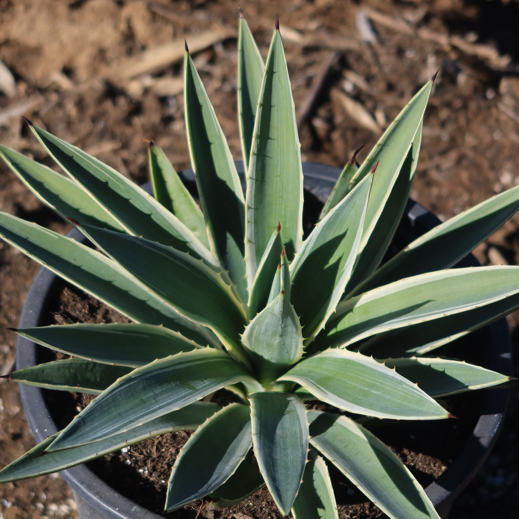 Variegated Caribbean Agave ‘Agave angustifolia marginata’