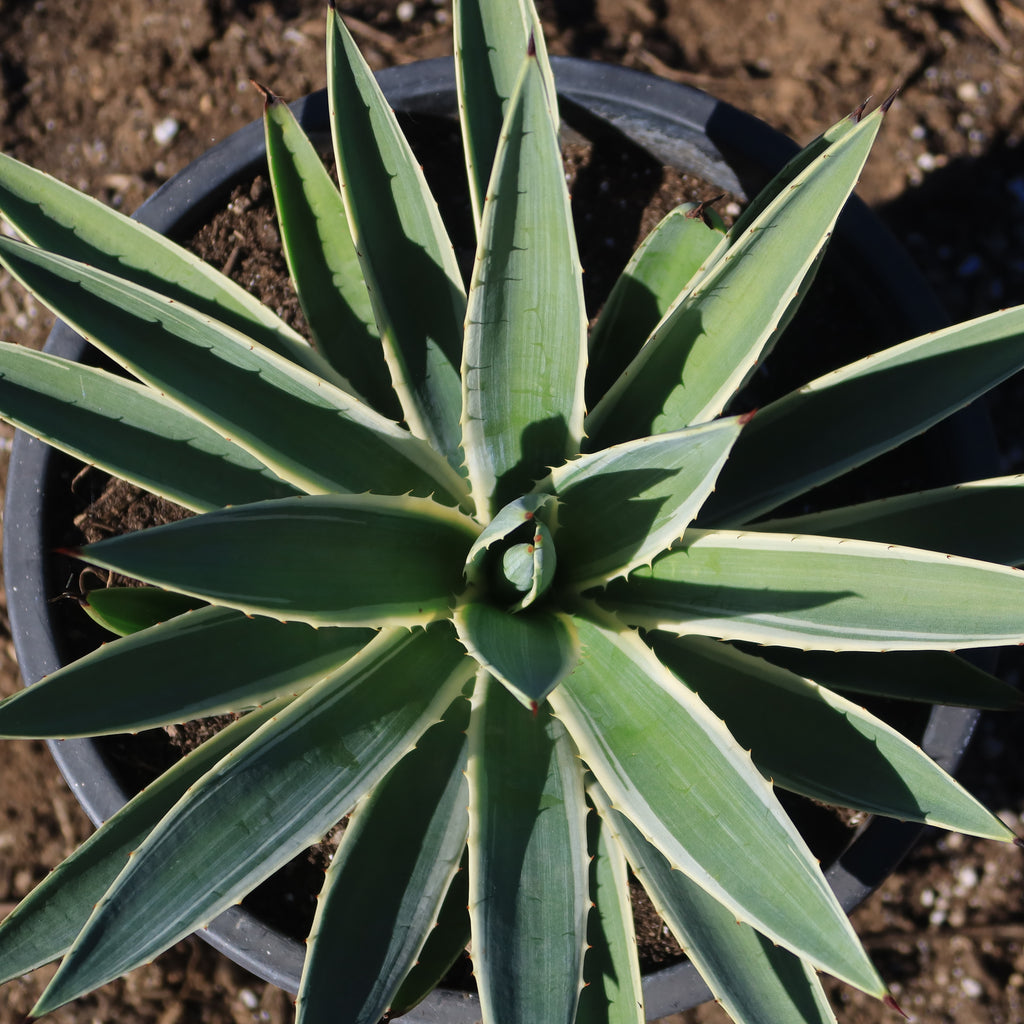 Variegated Caribbean Agave ‘Agave angustifolia marginata’