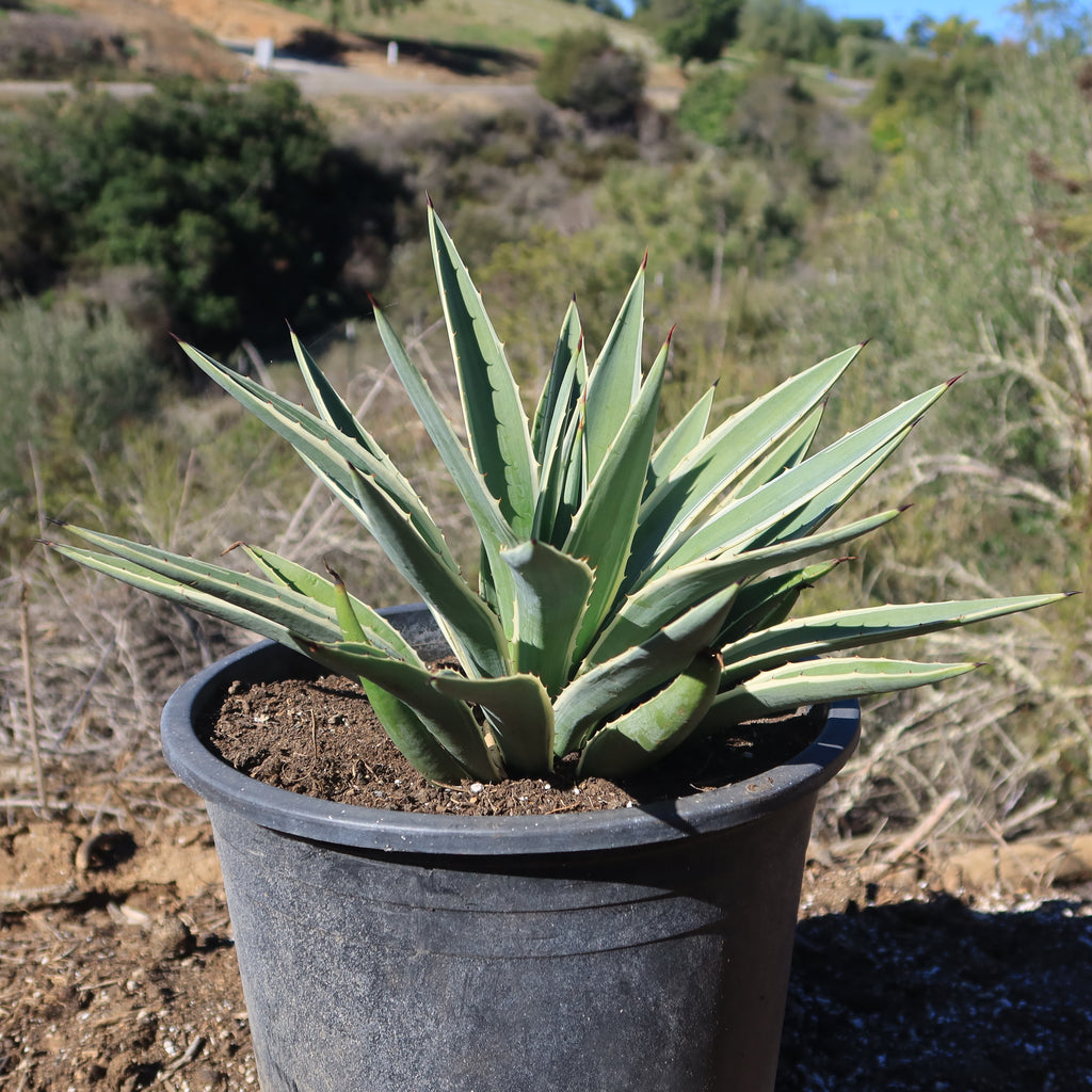 Variegated Caribbean Agave ‘Agave angustifolia marginata’