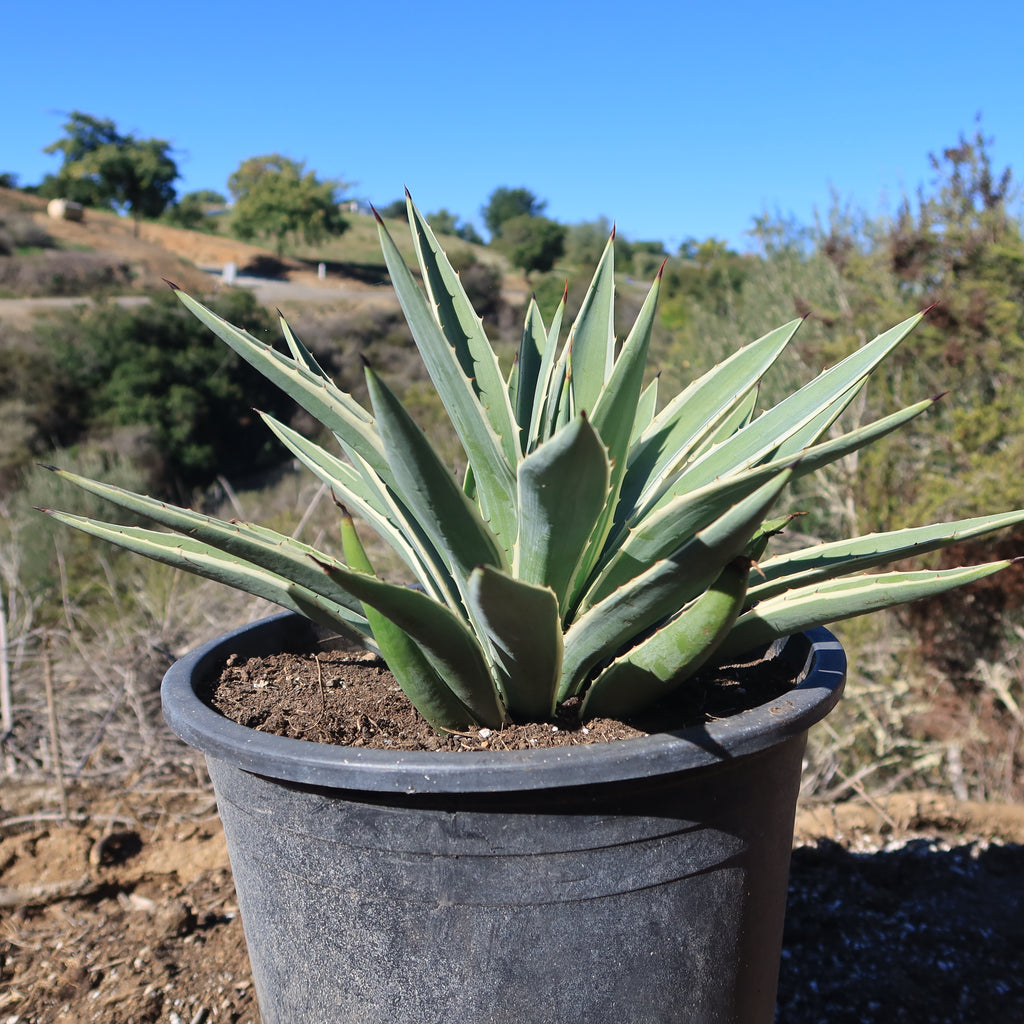 Variegated Caribbean Agave ‘Agave angustifolia marginata’