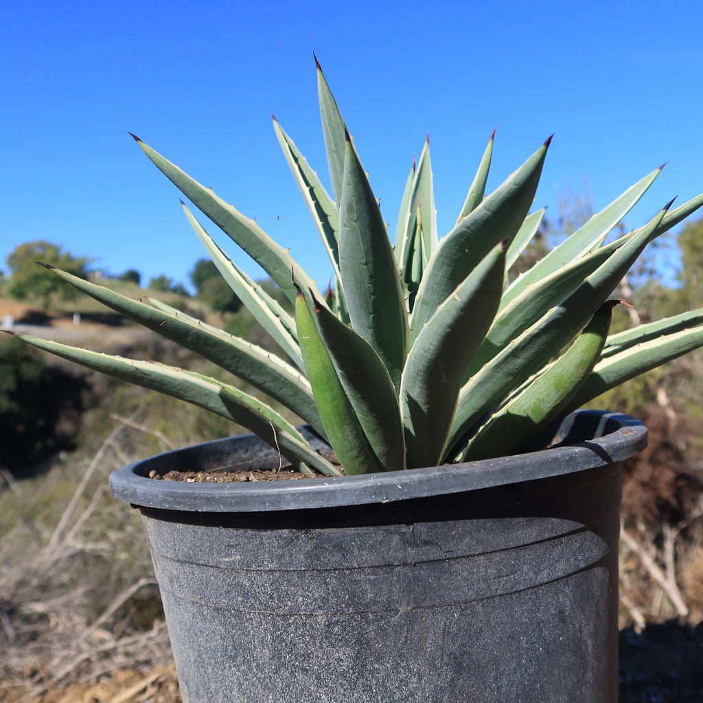 Variegated Caribbean Agave ‘Agave angustifolia marginata’