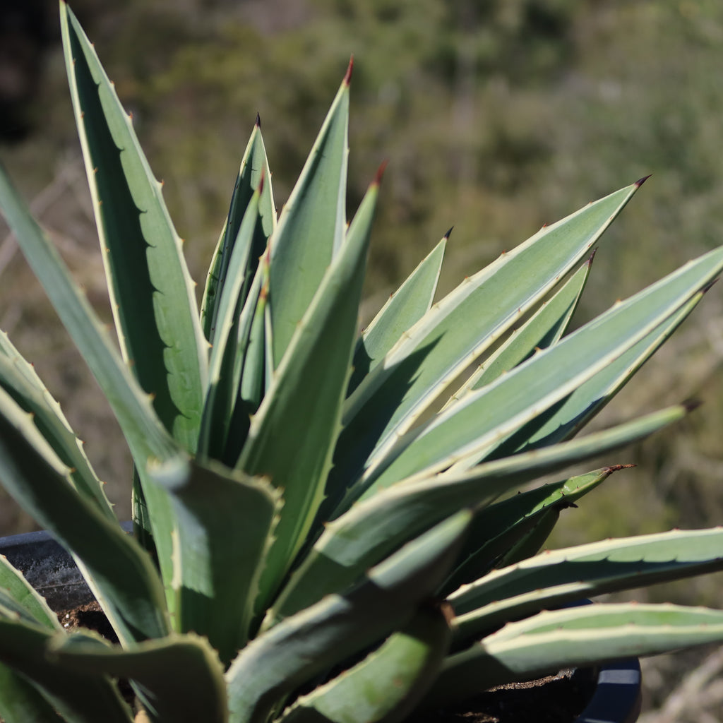 Variegated Caribbean Agave ‘Agave angustifolia marginata’