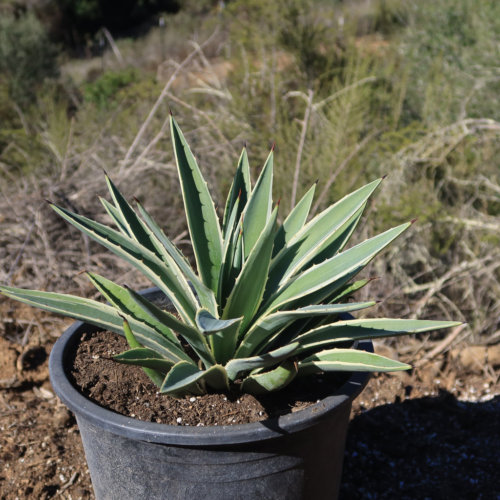 Variegated Caribbean Agave ‘Agave angustifolia marginata’