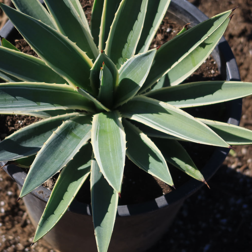 Variegated Caribbean Agave ‘Agave angustifolia marginata’