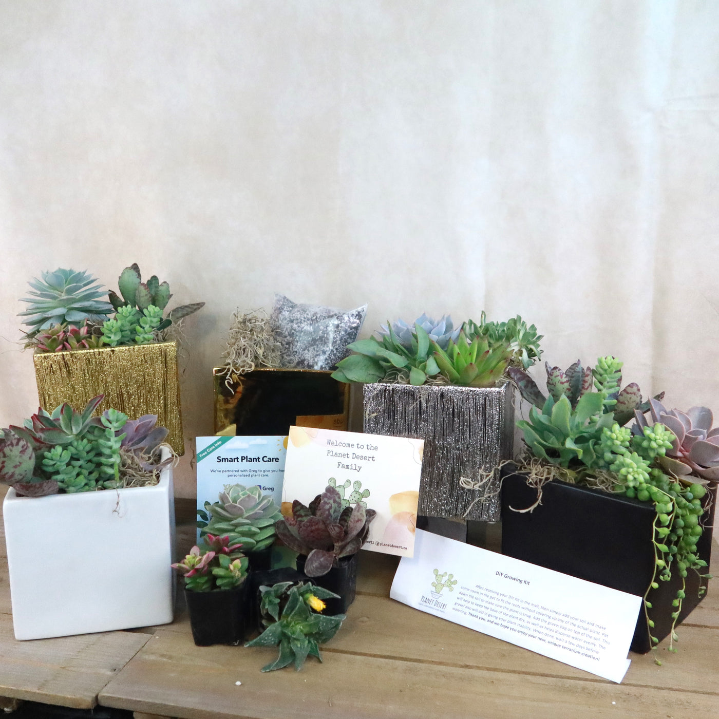 succulent cube DIY Ceramic Cubed Pot w/ 4 assorted Succulents – Planet Desert