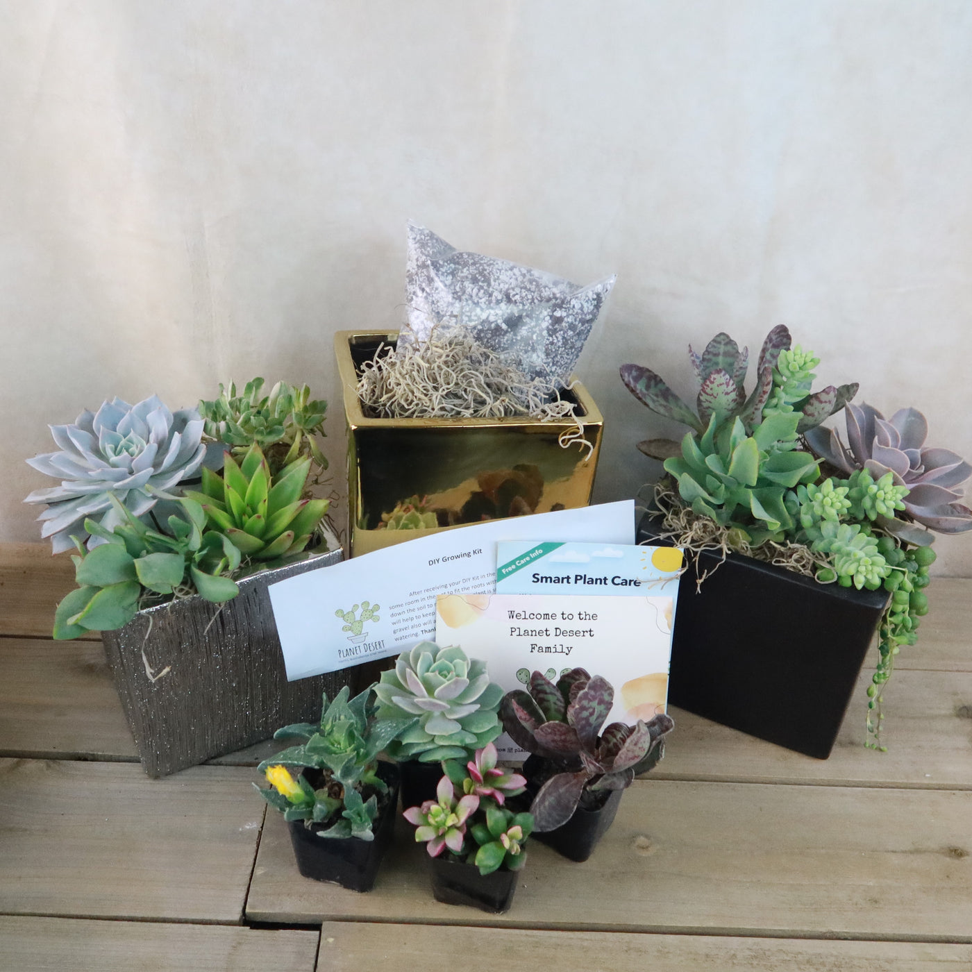 4 in succulent pot DIY Ceramic Cubed Pot w/ 4 assorted Succulents