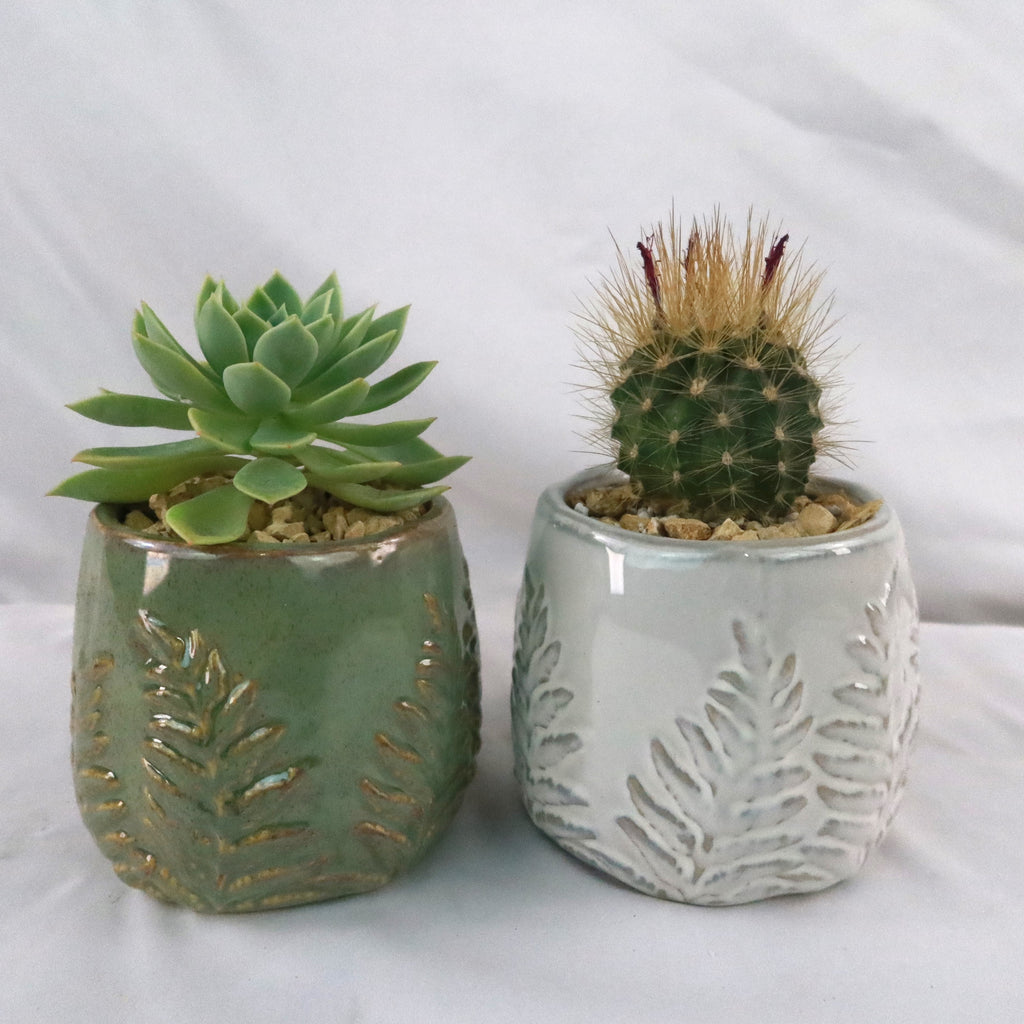 Gift Fern Print Glazed Pot w/ Cactus or Succulent