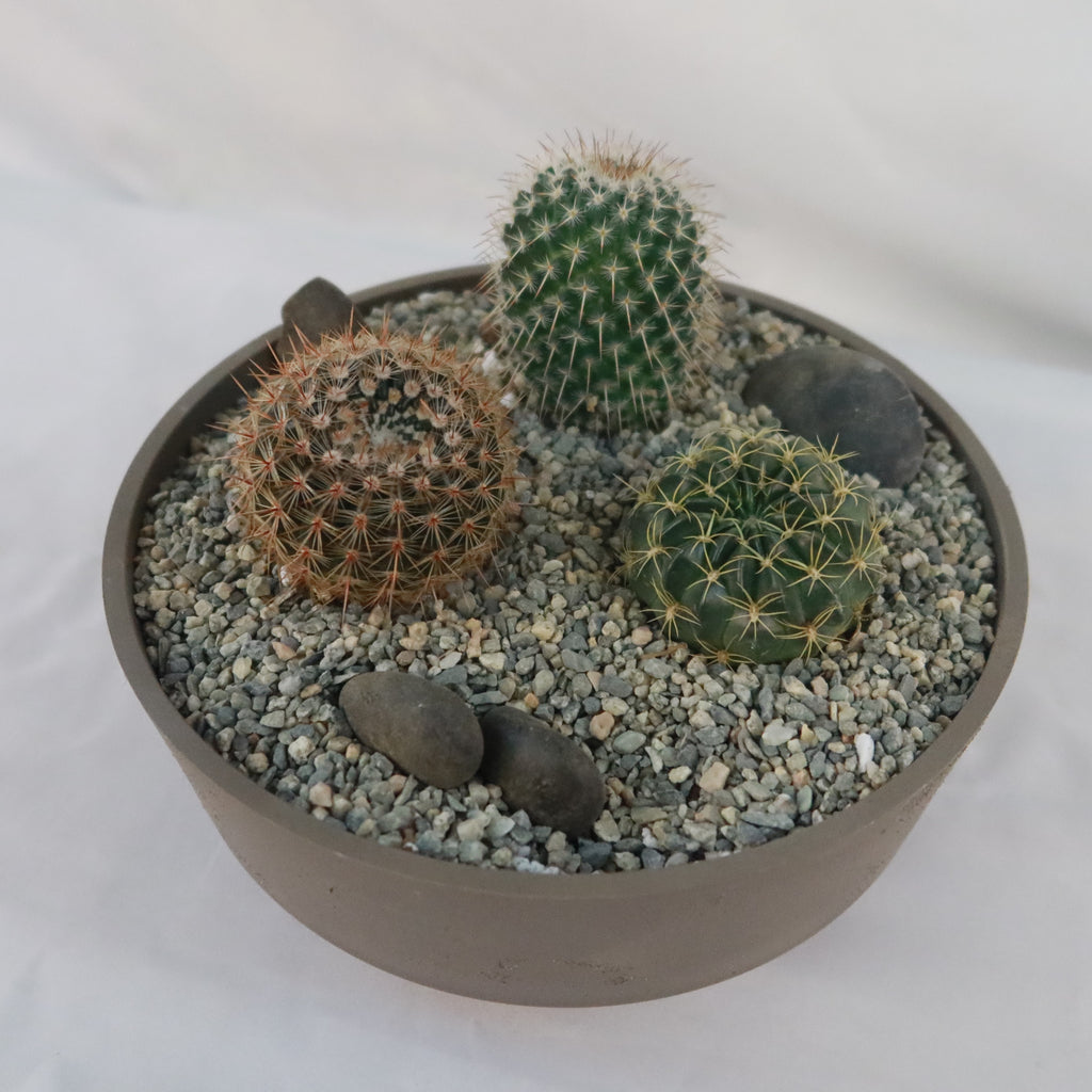 3 Cacti Taupe DIY Kit